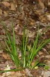 Cumberland sedge